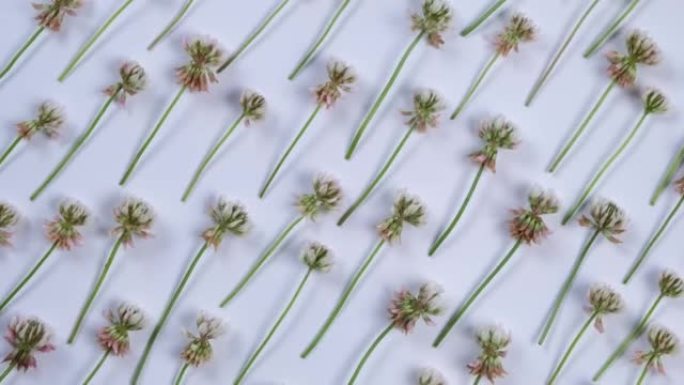 Rotating summer white background with wild clover 