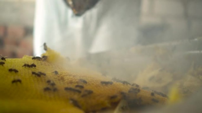 养蜂人用吸烟者的梳状烟雾赶走蜜蜂。专业养蜂人在养蜂场中提取蜂蜜。特写。