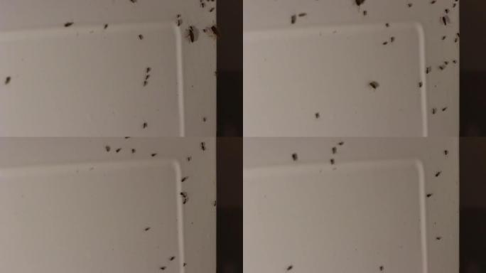 厨房里的蟑螂。蟑螂在表面爬行。有害昆虫已经在房子里定居。
