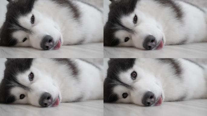 一只可爱的西伯利亚哈士奇狗躺在地板上睡着的特写脸