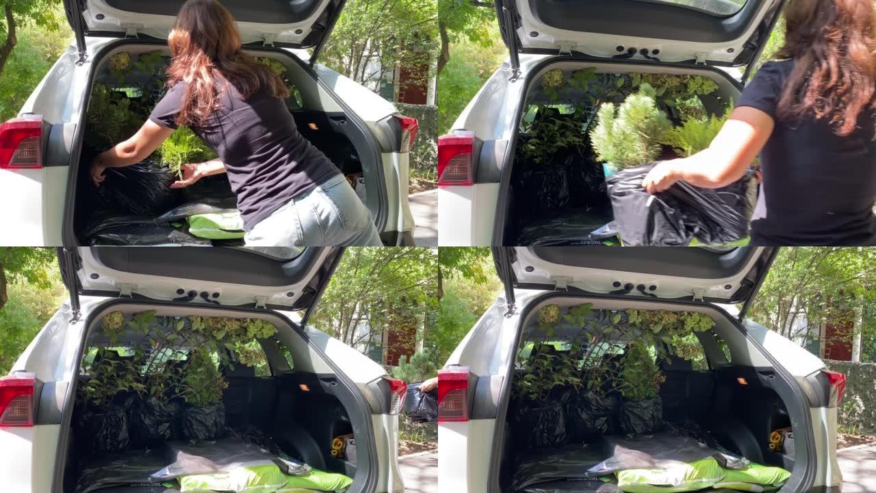 园丁在室外花园中心购买盆栽植物时，女人将带有thuja幼苗的花盆装入汽车后备箱。在地下种植的树木。园