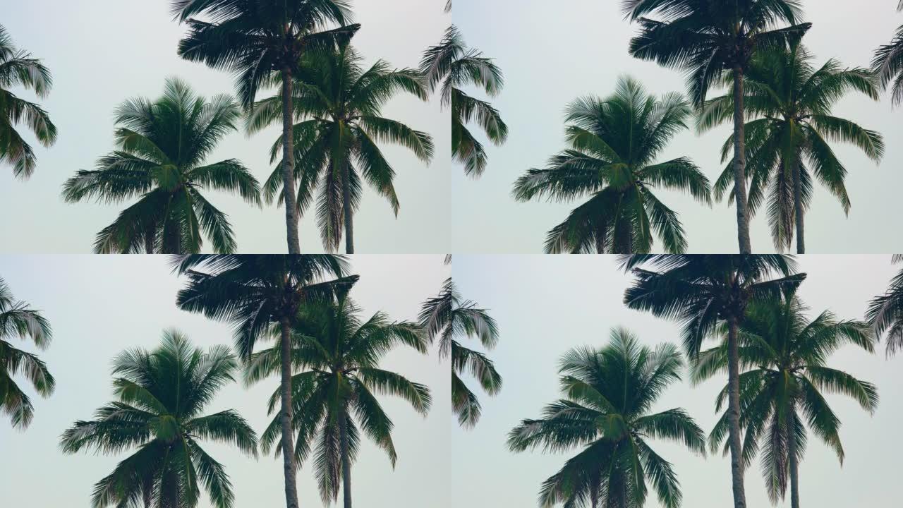 在热带岛屿上，椰树顶着天空