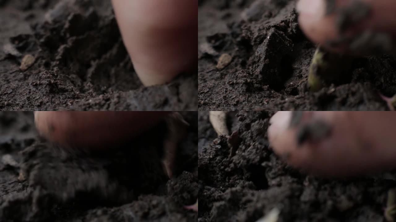 在家中种植在湿土土壤上的南瓜籽的浅焦点特写镜头