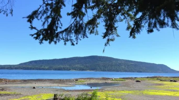 可以看到岛上的风景针叶树从图片上方掉落了树枝，广告宣传任何假期加拿大在海洋上的低潮远处可以看到海山