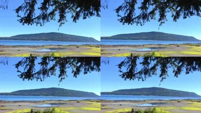 可以看到岛上的风景针叶树从图片上方掉落了树枝，广告宣传任何假期加拿大在海洋上的低潮远处可以看到海山