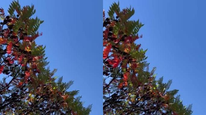 漆树的秋叶在蓝天下。