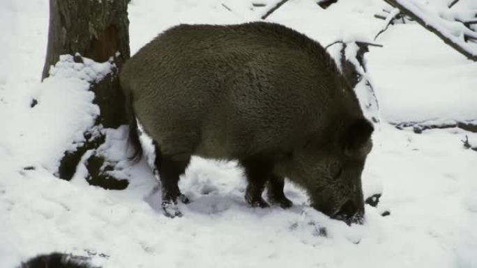 野猪，Sus scrofa，冬天，在雪地里寻找食物。特写。