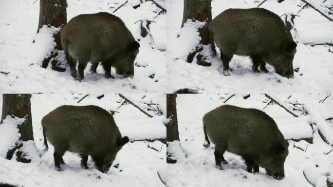 野猪，Sus scrofa，冬天，在雪地里寻找食物。特写。
