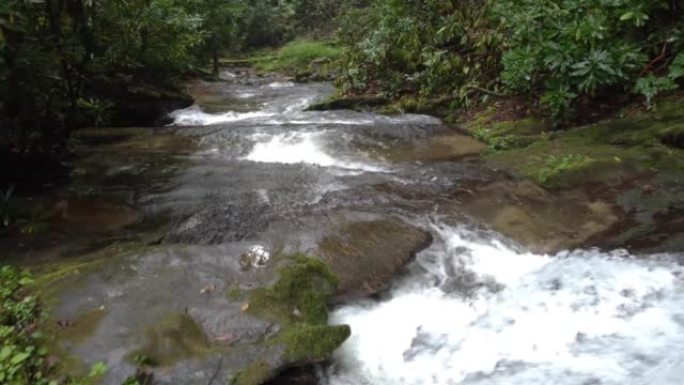 跟随北卡罗来纳州森林的水流