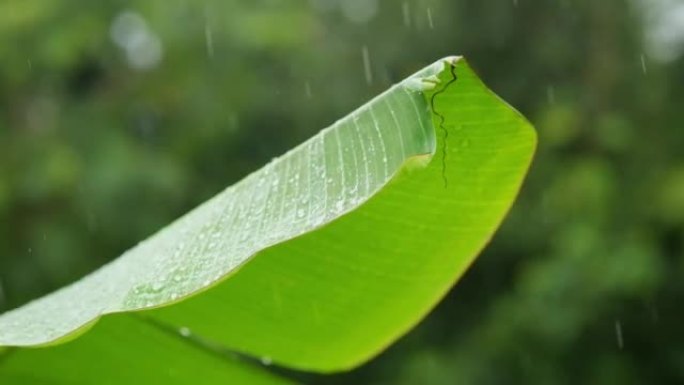 自然季节，雨水袭击香蕉叶