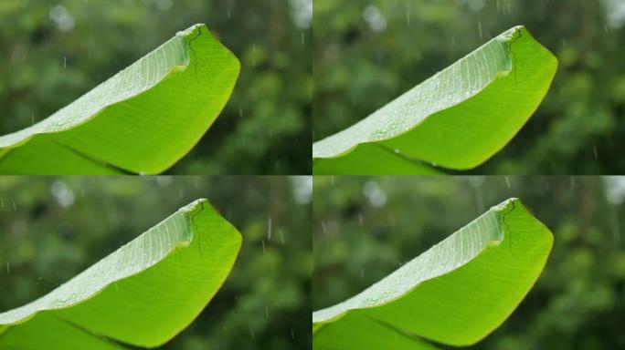 自然季节，雨水袭击香蕉叶