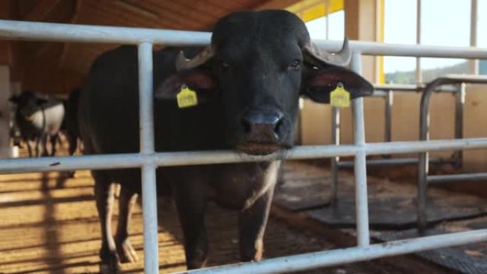 黑牛或公牛看着站在农场牛棚里的相机。工业现代种牛。