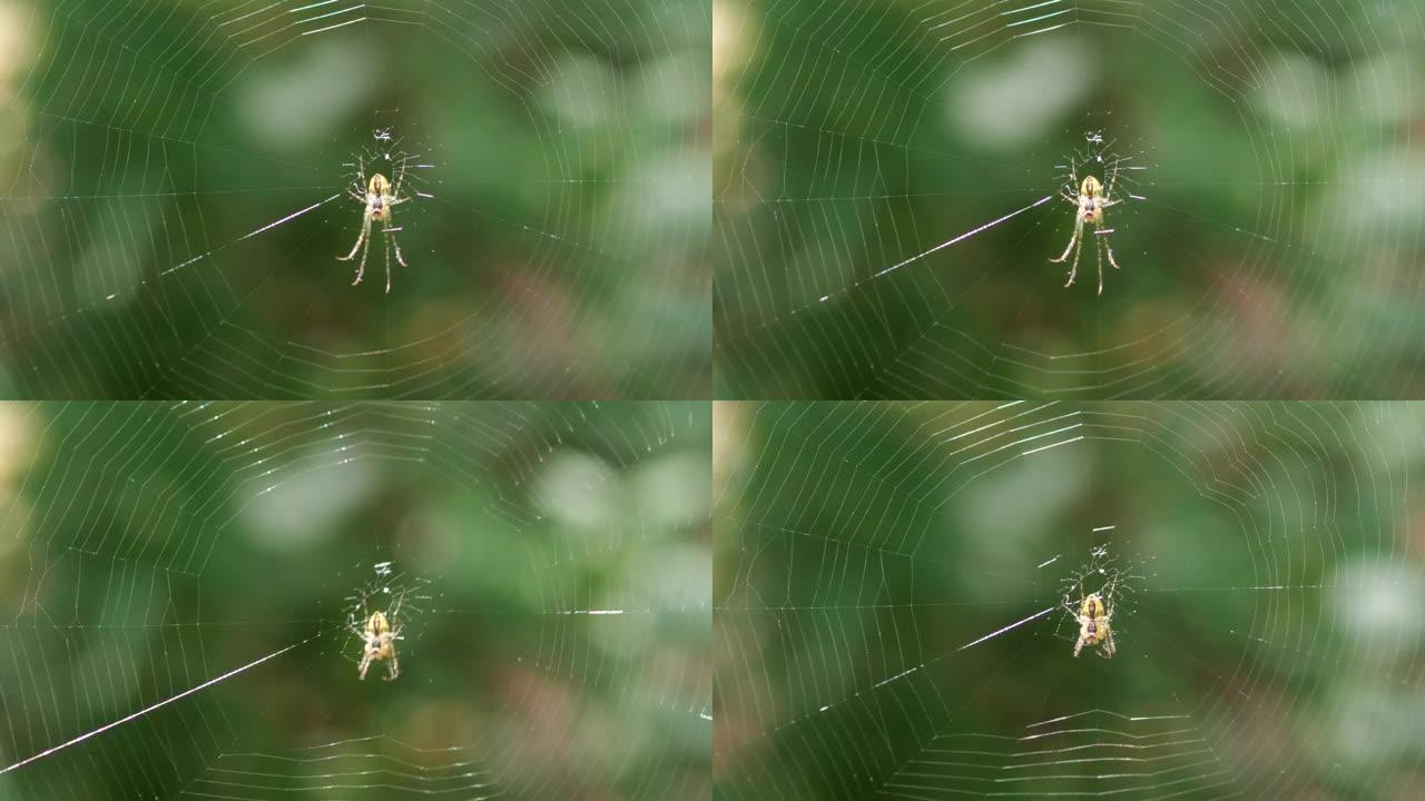 阳光充足，小蜘蛛长腿在蜘蛛丝的中心。拍摄微距。