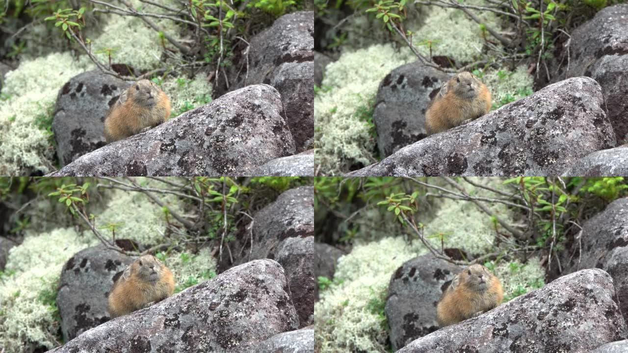 日本鼠兔在岩石上晒日光浴