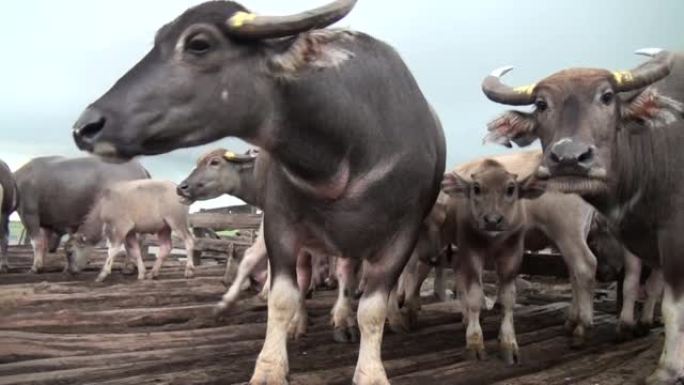 南加里曼丹典型的沼泽水牛