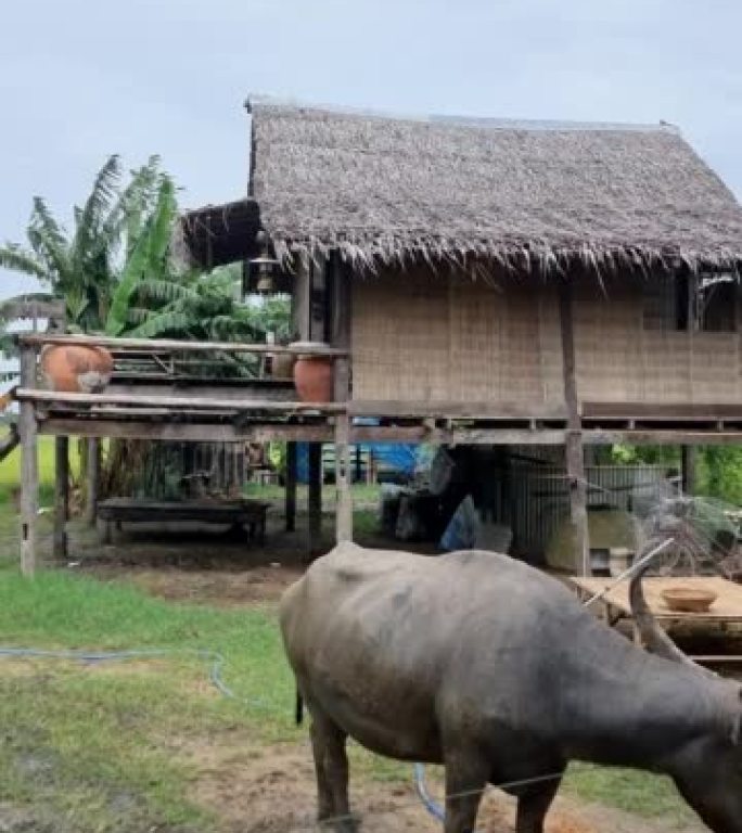 水牛在泰国的一个稻田里，寄宿农场和无年虫
