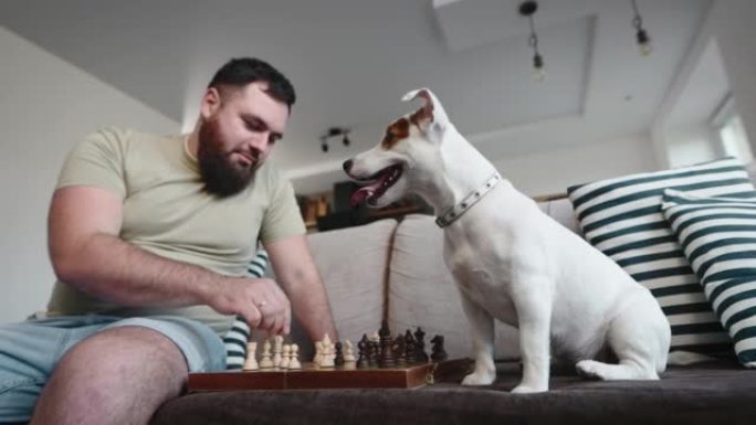 一个人和他的狗下棋。有趣的狗杰克罗素和他的主人在家里。