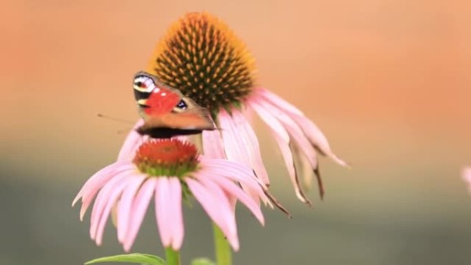 Butterfly sits on echinacea flower, the wind blows