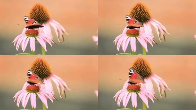 Butterfly sits on echinacea flower, the wind blows