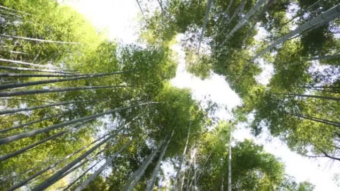 竹树旋转起来。京都的岚山竹林