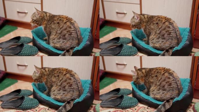 一只美丽的杂色猫用爪子践踏了沙发，打算躺下。宠物