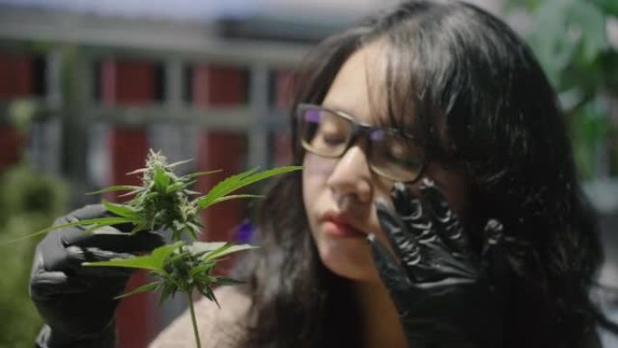 年轻女子检查大麻芽开花的生长。医用大麻种植园。