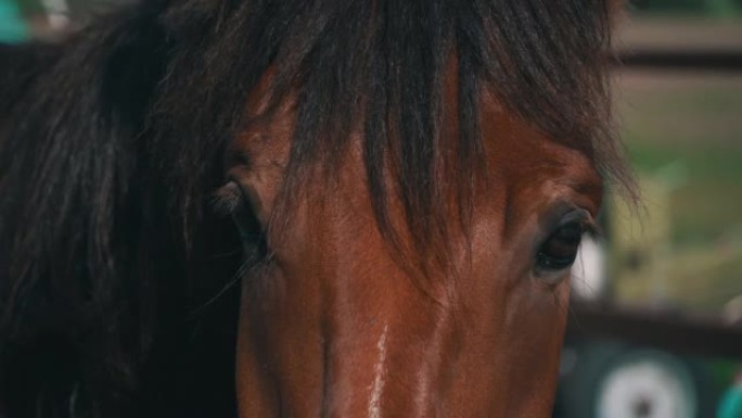 马的眼睛眨眼特写，马的枪口复制空间