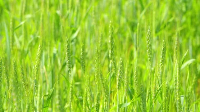 绿色麦田的低角度特写视图。白天在田里的麦穗。慢动作。