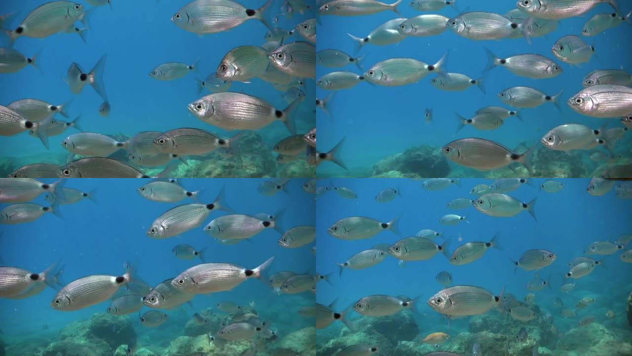 Oblada melanura鱼群在海里游泳