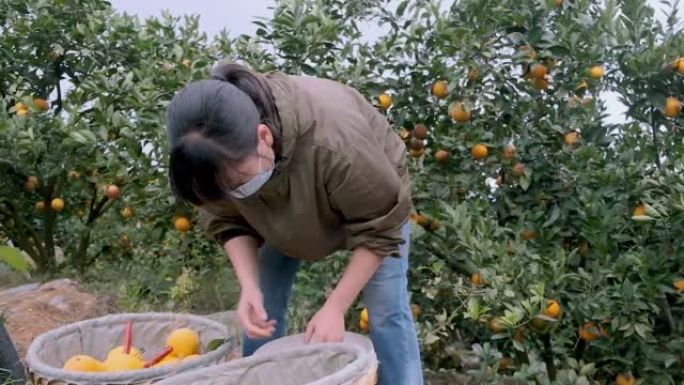 一名亚裔女工在果园里搬运橘子