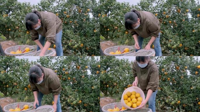 一名亚裔女工在果园里搬运橘子