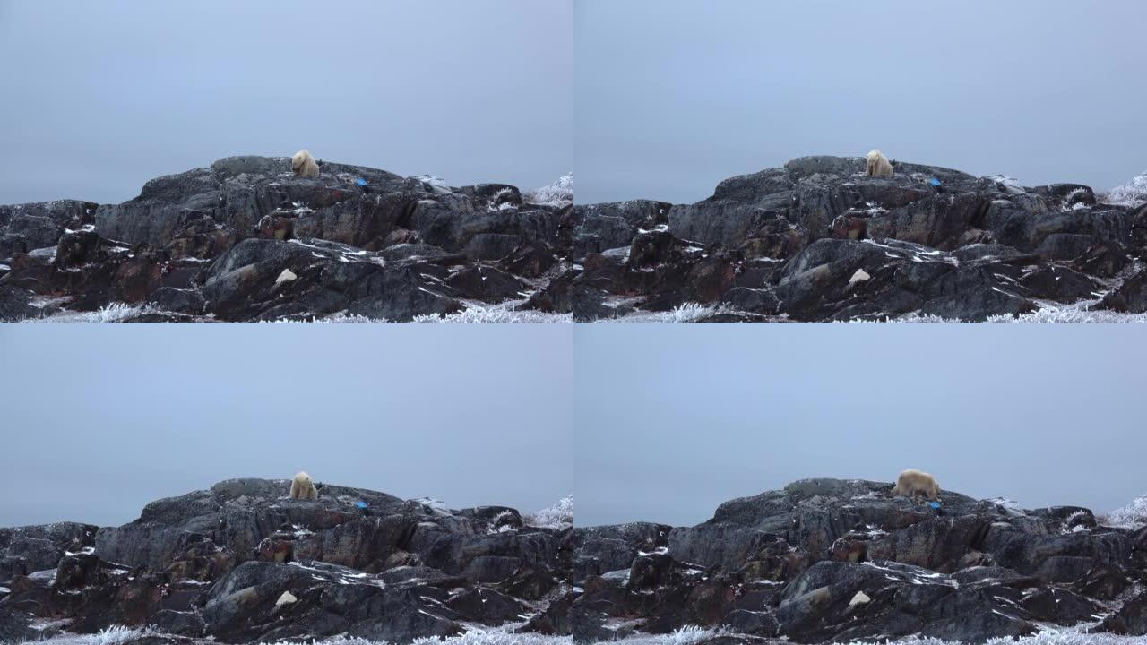 北极熊在加拿大黑岩上觅食，远射