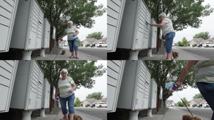 年长的白人妇女Walking着一只长发腊肠狗，在附近的邮箱里寄信