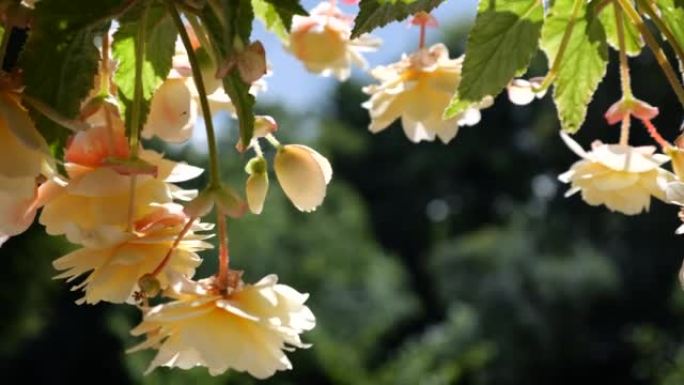 夏季花园层叠拖尾秋海棠，花盆里有双花。