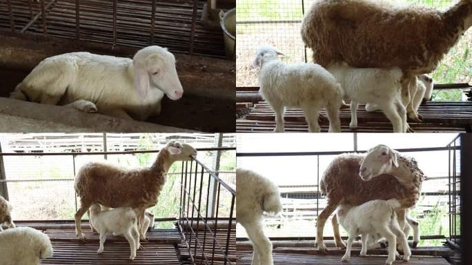 羊舍 湖羊 羊群 羔羊 小羊吃奶 乳房炎