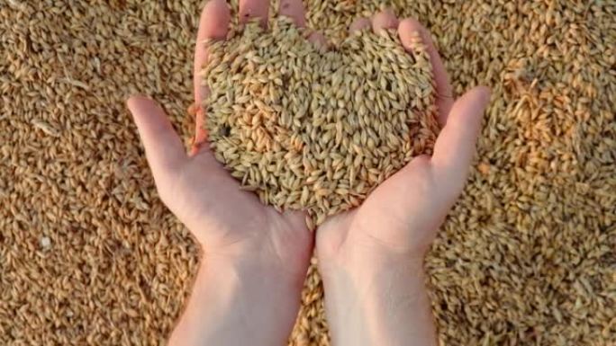 丰收后，农民的手在黄麻麻袋中抚摸和筛选小麦。农业概念，特写4k