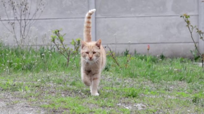 一只美丽的红猫在花园里绿草的背景上的运动。一只条纹红猫走在新鲜的草坪上。