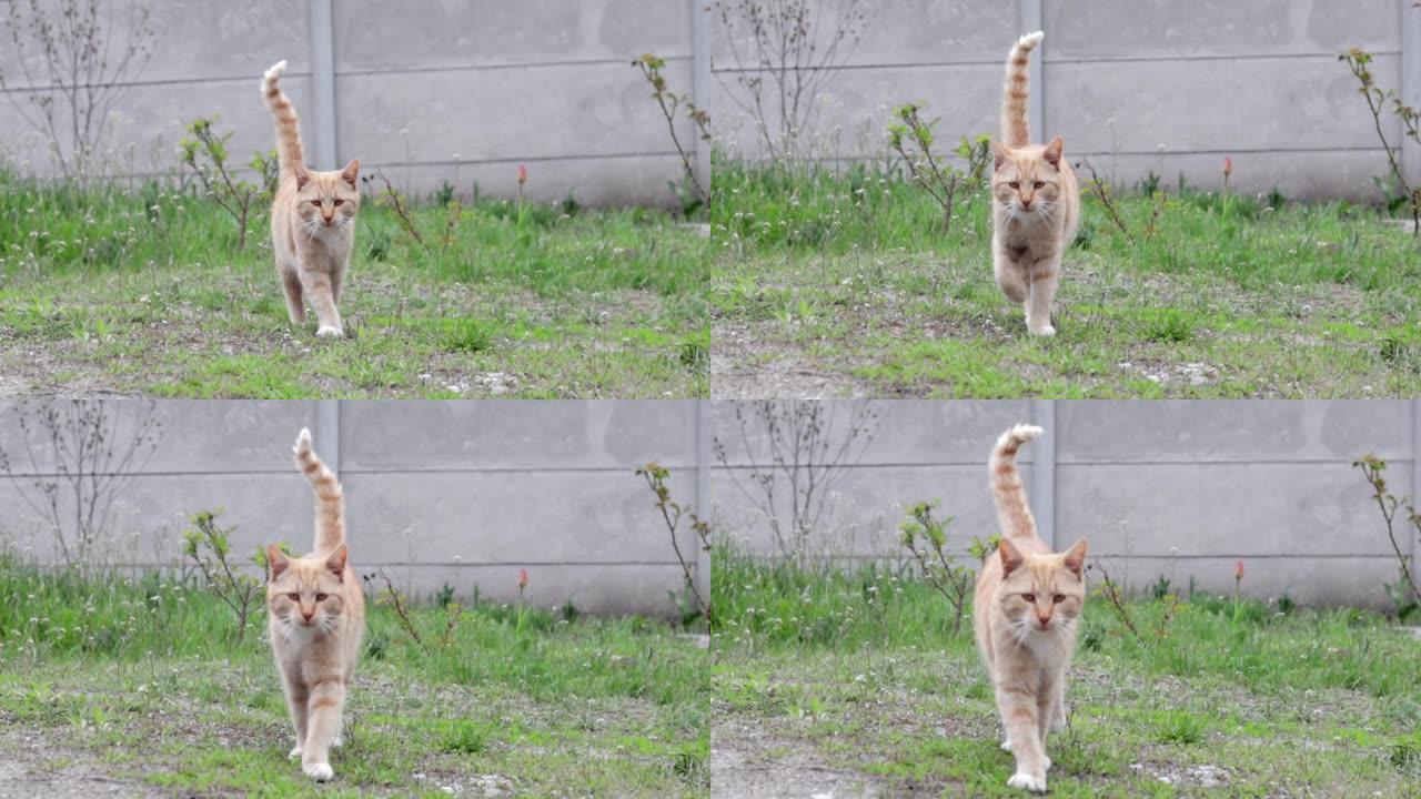 一只美丽的红猫在花园里绿草的背景上的运动。一只条纹红猫走在新鲜的草坪上。