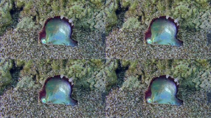 海底珍珠牡蛎的开壳。