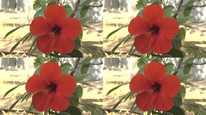 芙蓉中国花或中国玫瑰 (拉丁文.Hibiscus rosa-sinensis) 红