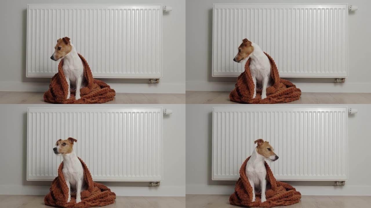 狗在家冻着，坐在暖气散热器附近