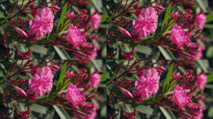 杜鹃花中的粉红色花朵
