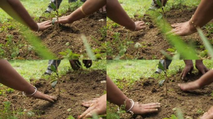 在印度大吉岭，人们正在为一棵种下的小树填土