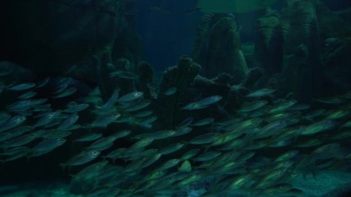 大型水族馆里的一群银鱼