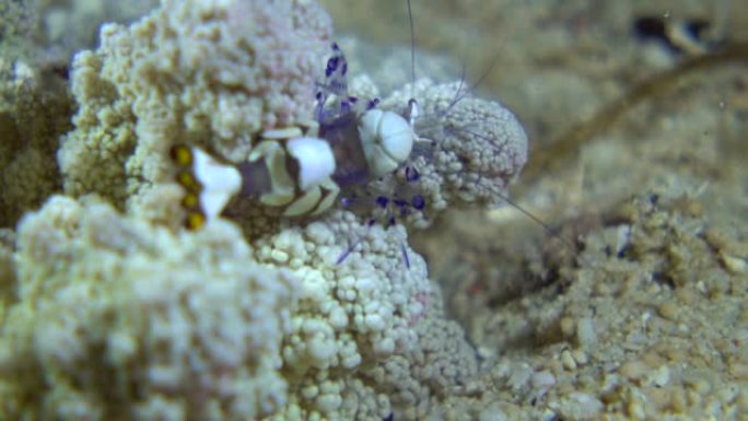 未知海葵上的孔雀尾海葵虾