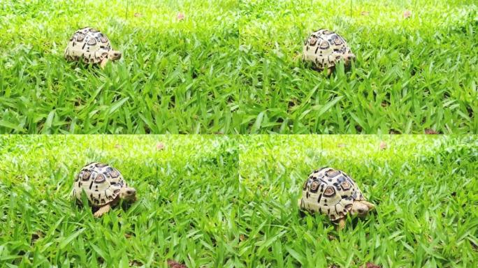 特写豹龟在草地上行走。