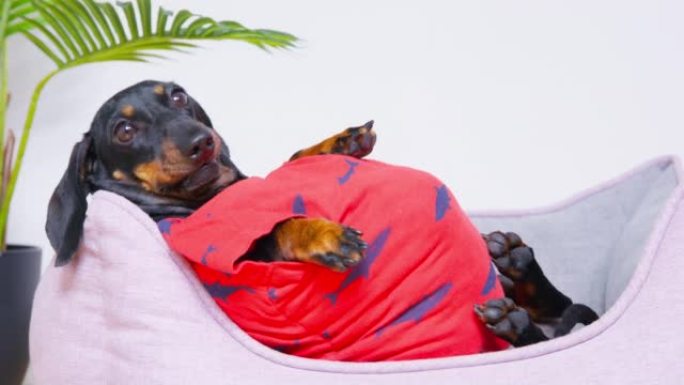 胖腊肠犬小狗躺在宠物床上，肚子朝上。狗看到主人带着食物，但它不能起床，只能无助地拉着爪子。不负责任的