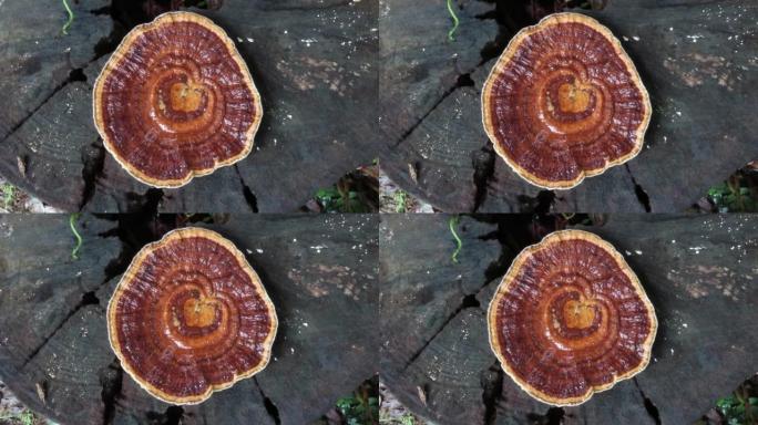 树桩上的微孔蘑菇