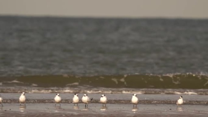 一群站在涨潮线上飞起的夹心燕鸥 (Thalasseus sandvicensis)