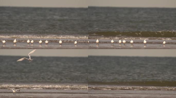 一群站在涨潮线上飞起的夹心燕鸥 (Thalasseus sandvicensis)